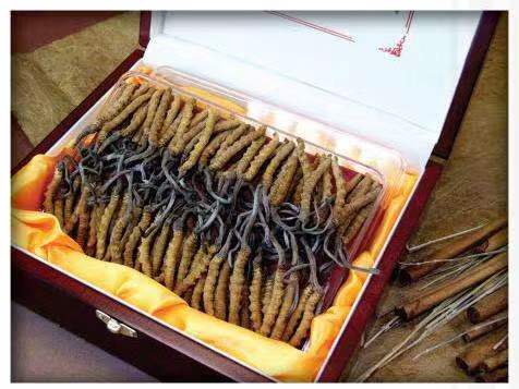 隆广镇冬虫夏草回收